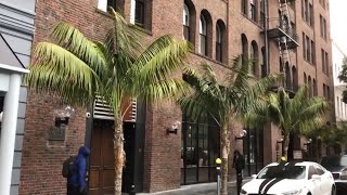 San Francisco’s Most Beautiful Tree The Kentia Palm [upl. by Gniliem]