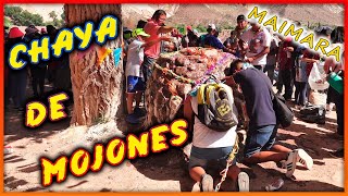 🔥 PRE CARNAVAL Jujeño 👹 Chaya De Mojones ☀️ Maimara  Jujuy Argentina [upl. by Doykos]