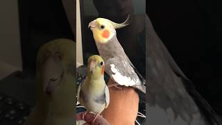 calopsita cantando atirei o pau no gato  cockatiel whistle [upl. by Susi405]