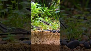 Pygmy Corydoras 😍 nature relaxing fishtank aquascape positivevibes plants [upl. by Wavell861]