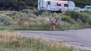 Video of Morefield Campground  Mesa Verde National Park CO from Steve C [upl. by Ladnek809]