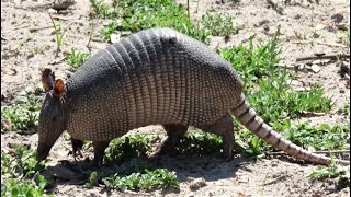 Ninebanded Armadillo [upl. by Cerell]