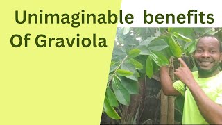 Unimaginable Benefits Of GraviolaSoursop Leaves [upl. by Garnette]