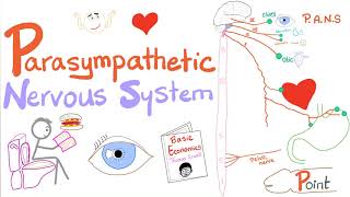 Parasympathetic Autonomic Nervous System PANS 🧠  Origin Relay and Response  ANS  Physiology [upl. by Nahtiek]