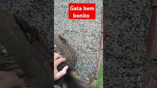 Gato muito bonito [upl. by Tate]