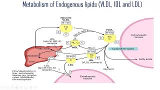 Lipoprotein metabolism part 3 VLDL LDL HDL and dyslipoproteinemia [upl. by Ailisec]