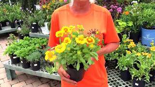 Kiefer Landscaping  Gaillardia Arizona Apricot [upl. by Varion]