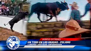 UN TORO EN LAS GRADAS  P3LIGRO [upl. by Rhett195]