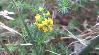 Dune Bedstraw Galium Verum subsp maritimum  Ladys Bedstraw  20140808 [upl. by Hopkins865]