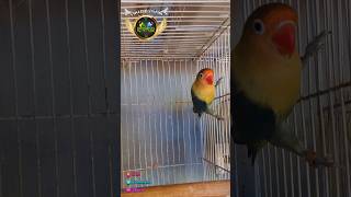 Agapornis Fischeri Violet Parblue JFS agapornis birds fisherlovebirds parblue shortvideo pets [upl. by Ludeman]