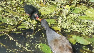 GALLINETA COMUN ALIMENTANDO A SUS POLLOS Common Moorhen feeding their chicks [upl. by Nickelsen552]