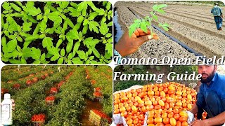 Tomato Open Field Farming Guide With Update Nursery Preparation Caltivation Pesticide Fertilizer [upl. by Leo981]