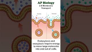 AP Bio  26 Endocytosis and Exocytosis apbiology cellbiology [upl. by Imar990]