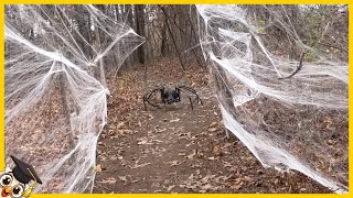 25 Vídeos De Aranhas Mais Assustadores Que Você Não Deve Assistir Sozinho [upl. by Norty]