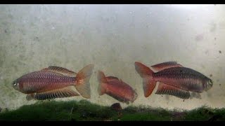 Australian Native Fish  Ornate Rainbowfish  Rhadinocentrus ornatus  Teewah Creek [upl. by Nivalc]