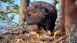 Whitetailed Eaglet EATS ITS OWN BROTHER [upl. by Oderfliw249]