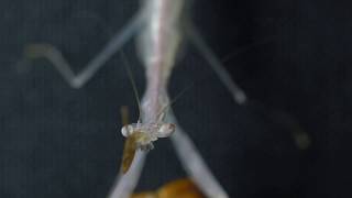 Sinomantis denticulata Glass Mantis eating [upl. by Charisse]