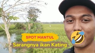 Mancing di sungai tempat bersarangnya ikan kating [upl. by Kliber]