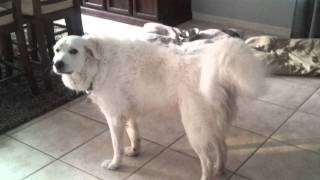 Great pyrenees barking [upl. by Oniluap]