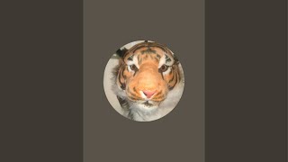 Red screen Tiger At home chat [upl. by Ilohcin]