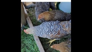 Are Bielefelder Chickens Good to Free Range [upl. by Menis]