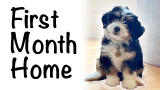 Bernedoodle puppy first month home 812 weeks [upl. by Acie883]