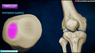 Patella Anatomy Animation [upl. by Ardnod473]