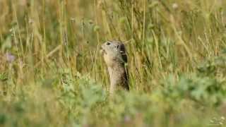 Ziesel  European Ground Squirrel  Spermophilus citellus [upl. by Ardnala496]