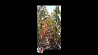 LIVE 869 PLANTING CORN MARKET  TABLE Nov 14 2024  1000 pm [upl. by Boyt]