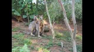 Best Mating Kangaroo [upl. by Mixie]