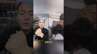 潘子看见狗就语出惊人😱 潘宏爱玩狗 潘宏直播剪辑 搞笑 潘宏直播训狗 pets 潘宏训犬名场面 funny dog [upl. by Sinai]