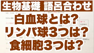 【語呂合わせ】白血球まとめ リンパ球および食作用をもつ細胞の覚え方 免疫 ゴロ生物基礎 [upl. by Rothberg444]