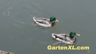 Enten beim Synchronschwimmen [upl. by Enihpad]