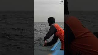 Catching King Fish in the Sea [upl. by Angrist]