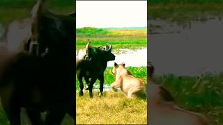 Buffalo vs Lion Ambush Shocking Wild Encounter [upl. by Nalyac]