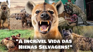 Animais selvagem Hienas em Combate Natureza SavanaAfricana FaunaSelvagem [upl. by Koffler]