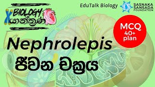 Nephrolepis ජීවන චක්‍රය  Nephrolepis Life Cycle  EduTalk Biology [upl. by Beauchamp323]