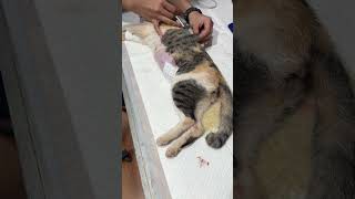 Pain killer injection to mother cat after surgery babypet shortvideo pets [upl. by Cassiani668]