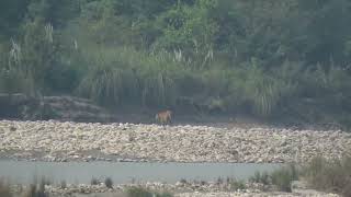 Tiger at bardiya national Park [upl. by Frazer]