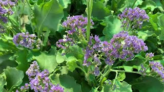 Lovely home garden Shorts Limonium Perezii sea lavender and seafoam statice or marsh rosemary [upl. by Berliner859]