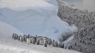 Tausende KaiserpinguinKüken in der Antarktis sterben offenbar an den Folgen des Klimawandels [upl. by Anima]