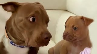 Who is this  FUNNIEST videos with Pitbull dogs 🐶 [upl. by Starinsky]