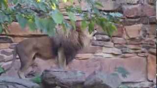 Lion roars at Kids in the Zoo [upl. by Rochette]