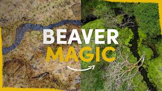 How beavers can fully revitalise a farm [upl. by Leima]