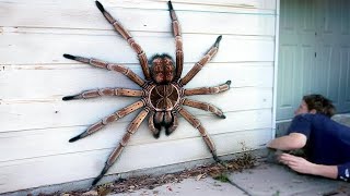 20 Biggest Spiders in the World [upl. by Sixla256]