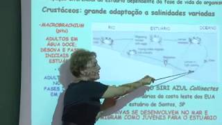 Cursos USP Oceanografia  Bentos de Estuários Marismas e Manguezais  parte 2 [upl. by Anoved]