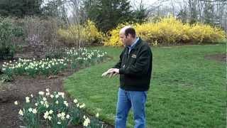 How to Naturalize with Daffodils  Planting Daffodils [upl. by Aicitel]