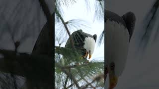 BALD EAGLE Eating a Fish amp Call Sound from Eagle Nearby shorts [upl. by Tehc787]