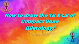 How to draw TS and LS of Compact Bone anatomy anatomyandphysiology bone histology [upl. by Ymmas260]