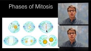 Phases of Mitosis [upl. by Burgwell]